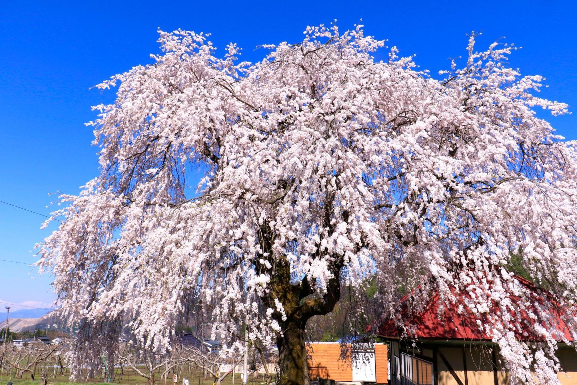 Fujiiso (Adults Only) Hotel Takayama  Exterior photo